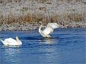 IMG_7531