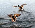 IMG_7574